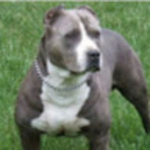 Meet your Posher, Antonio